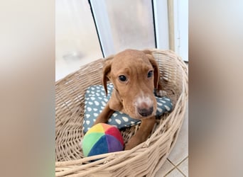 Dobby – kleiner Kämpfer sucht einen sicheren Platz fürs Leben❤️