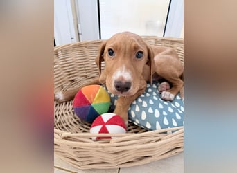 Dobby – kleiner Kämpfer sucht einen sicheren Platz fürs Leben❤️