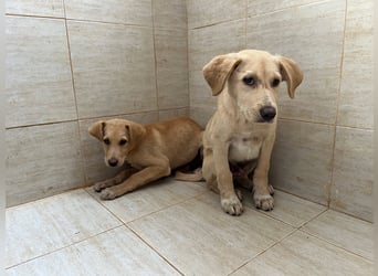 Yunis - bereit fürs große Glück ❤️