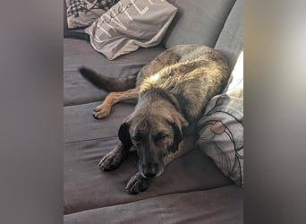 Murphy – sanfter Herzenshund sucht erneut sein Glück ❤️