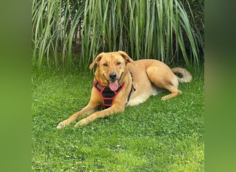 Fiete - Liebe Hundeseele sucht dringend sicheren Hafen ❤️