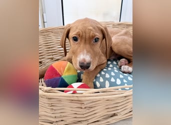 Dobby – kleiner Kämpfer sucht einen sicheren Platz fürs Leben❤️