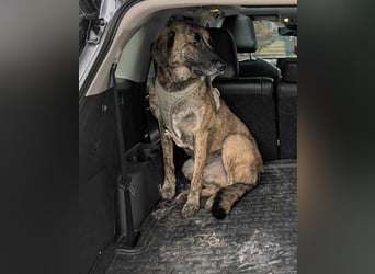 Murphy – sanfter Herzenshund sucht erneut sein Glück ❤️