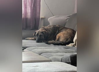 Murphy – sanfter Herzenshund sucht erneut sein Glück ❤️