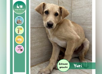 Yuri - Kleines Herz sucht Liebe ❤️