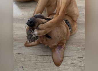 Fiete - Liebe Hundeseele sucht dringend sicheren Hafen ❤️