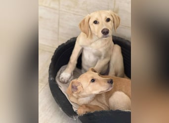 Yunis - bereit fürs große Glück ❤️