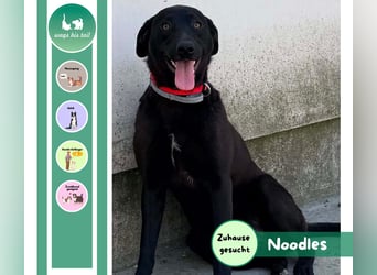 Herzenshündin Noodles wartet auf ihre Familie ❤