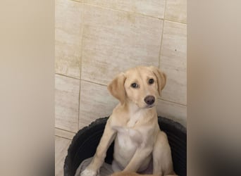 Yunis - bereit fürs große Glück ❤️