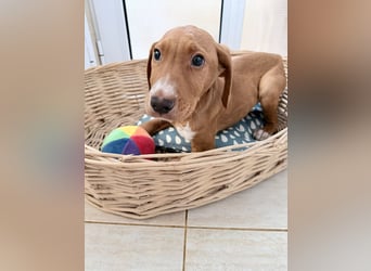Dobby – kleiner Kämpfer sucht einen sicheren Platz fürs Leben❤️