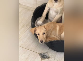 Yuri - Kleines Herz sucht Liebe ❤️