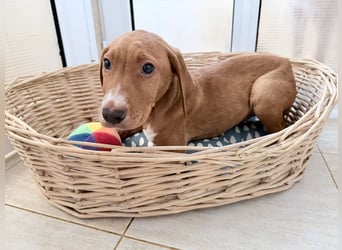 Dobby – kleiner Kämpfer sucht einen sicheren Platz fürs Leben❤️
