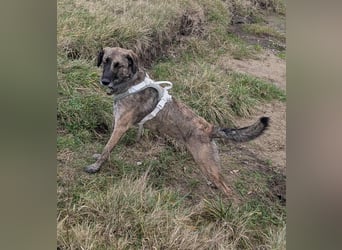 Murphy – sanfter Herzenshund sucht erneut sein Glück ❤️