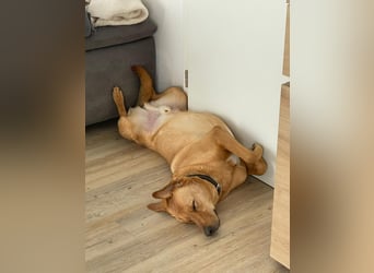 Fiete - Liebe Hundeseele sucht dringend sicheren Hafen ❤️