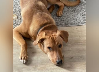 Fiete - Liebe Hundeseele sucht dringend sicheren Hafen ❤️