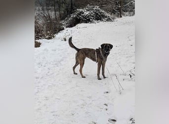 Murphy – sanfter Herzenshund sucht erneut sein Glück ❤️