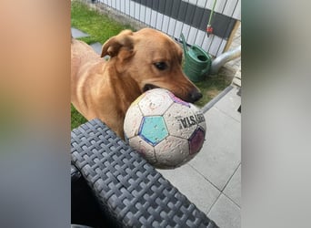 Fiete - Liebe Hundeseele sucht dringend sicheren Hafen ❤️