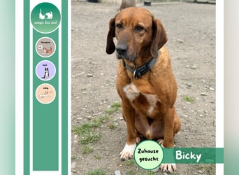 Bicky sucht ein liebevolles Zuhause ❤️