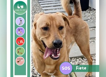 Fiete - Liebe Hundeseele sucht dringend sicheren Hafen ❤️