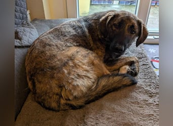 Murphy – sanfter Herzenshund sucht erneut sein Glück ❤️