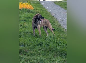 Murphy – sanfter Herzenshund sucht erneut sein Glück ❤️