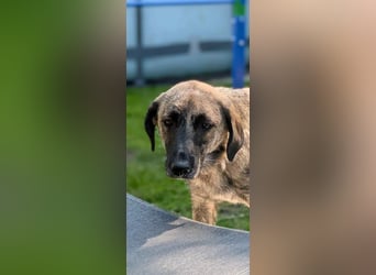 Murphy – sanfter Herzenshund sucht erneut sein Glück ❤️