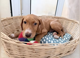 Dobby – kleiner Kämpfer sucht einen sicheren Platz fürs Leben❤️
