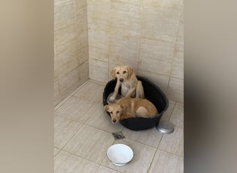 Yuri - Kleines Herz sucht Liebe ❤️