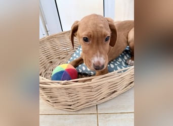 Dobby – kleiner Kämpfer sucht einen sicheren Platz fürs Leben❤️