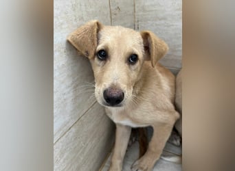 Yuri - Kleines Herz sucht Liebe ❤️