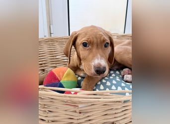 Dobby – kleiner Kämpfer sucht einen sicheren Platz fürs Leben❤️