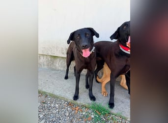 Die wunderbare Nova sucht ihre Familie fürs Leben ❤