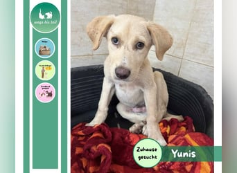 Yunis - bereit fürs große Glück ❤️