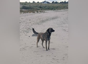 Murphy – sanfter Herzenshund sucht erneut sein Glück ❤️