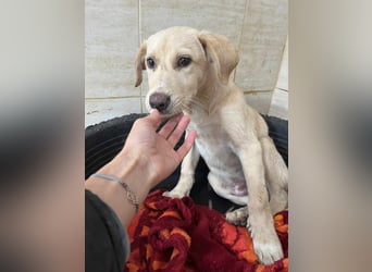 Yunis - bereit fürs große Glück ❤️