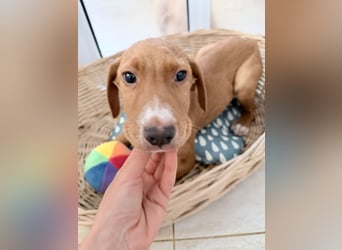 Dobby – kleiner Kämpfer sucht einen sicheren Platz fürs Leben❤️