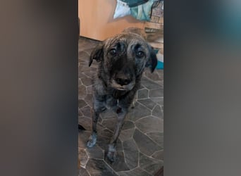 Murphy – sanfter Herzenshund sucht erneut sein Glück ❤️