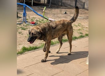 Murphy – sanfter Herzenshund sucht erneut sein Glück ❤️