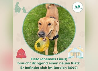 Fiete - Liebe Hundeseele sucht dringend sicheren Hafen ❤️