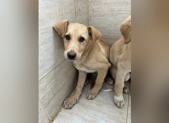 Yuri - Kleines Herz sucht Liebe ❤️