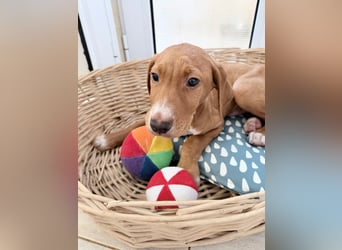 Dobby – kleiner Kämpfer sucht einen sicheren Platz fürs Leben❤️