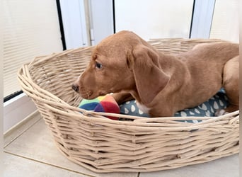 Dobby – kleiner Kämpfer sucht einen sicheren Platz fürs Leben❤️