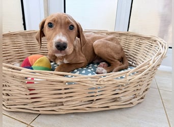 Dobby – kleiner Kämpfer sucht einen sicheren Platz fürs Leben❤️