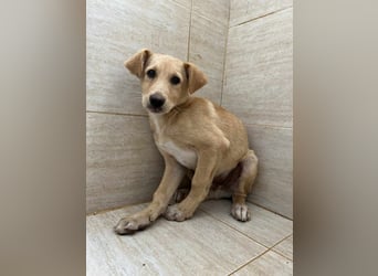 Yuri - Kleines Herz sucht Liebe ❤️