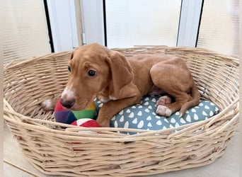 Dobby – kleiner Kämpfer sucht einen sicheren Platz fürs Leben❤️