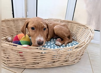 Dobby – kleiner Kämpfer sucht einen sicheren Platz fürs Leben❤️