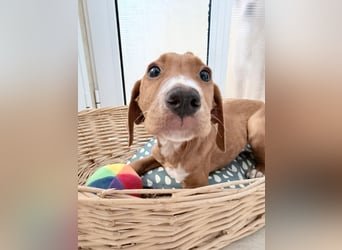 Dobby – kleiner Kämpfer sucht einen sicheren Platz fürs Leben❤️
