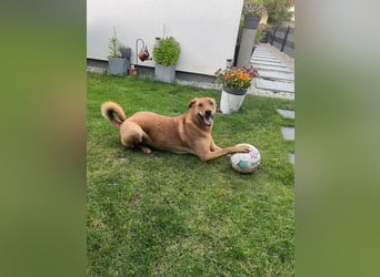 Fiete - Liebe Hundeseele sucht dringend sicheren Hafen ❤️