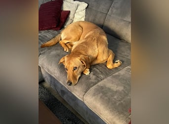 Fiete - Liebe Hundeseele sucht dringend sicheren Hafen ❤️