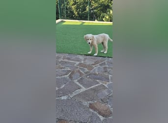 Brando sucht seine Menschen